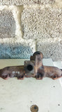 PEUGEOT 807 2.0 HDI 2002 TO 2006 EXHAUST GAS RECIRCULATION/EGR VALVE AND MANIFOLD RHW REF 3218